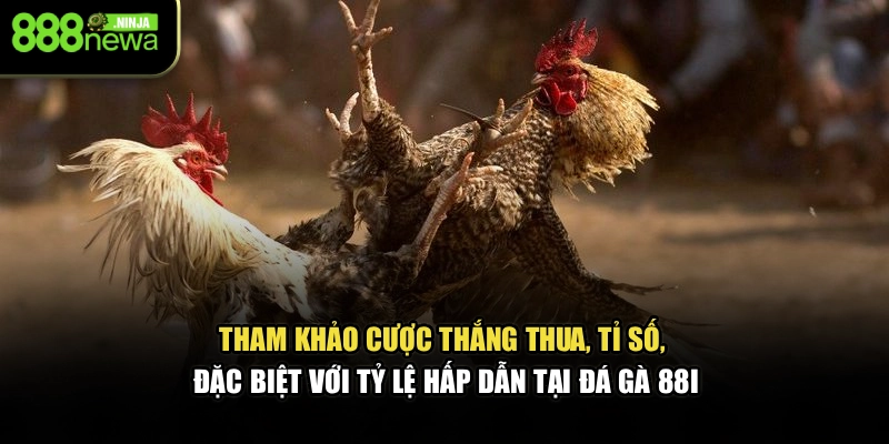 Tham khảo cược thắng thua, tỉ số, đặc biệt với tỷ lệ hấp dẫn tại đá gà 88I